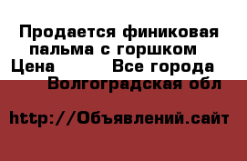 Продается финиковая пальма с горшком › Цена ­ 600 - Все города  »    . Волгоградская обл.